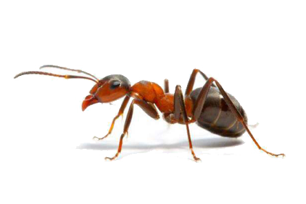 Side view of a red ant, illustrating targeted ant control solutions.