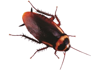 Detailed image of a cockroach, showcasing its brown, segmented body, six spiny legs, long antennae, and wings.