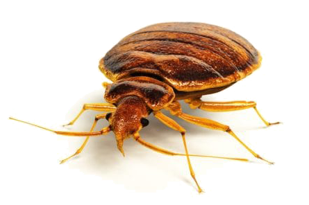 Close-up view of a brown bed bug with a flat, oval-shaped body, six legs, and antennae, showing its detailed texture and segments