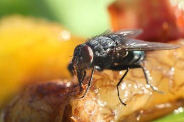 Close-up of a fly perched on a green leaf, its delicate wings spread slightly, and tiny hairs visible on its body as it rests in natural daylight.