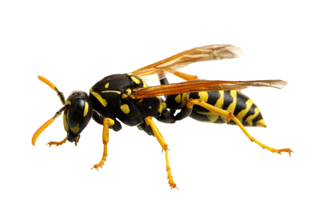 Side view of a wasp, illustrating targeted wasp control solutions.