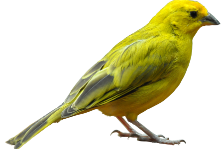 Side view of a bright yellow bird with black markings near its eye and subtle darker shading on its wings, standing on thin legs.