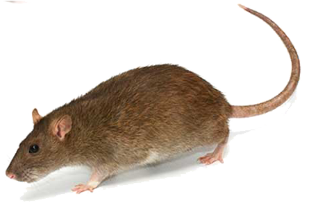 Image of a brown rat, highlighting rodent control and removal services.