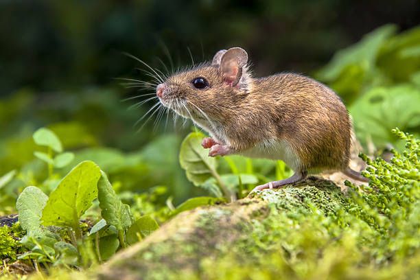 Close-up image of a brown rat outdoors, sniffing the ground with a blurred green natural background.rodent control in london.