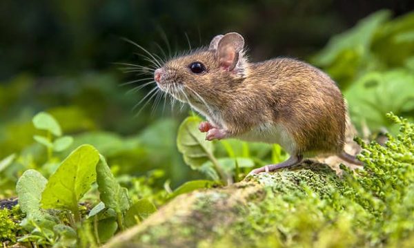 Close-up image of a brown rat outdoors, sniffing the ground with a blurred green natural background.rodent control in london.